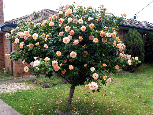 A Special Rose Tree in Altona