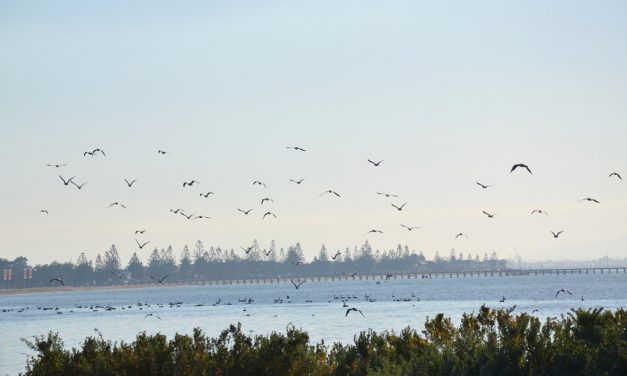 Altona Bird Theatre