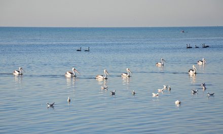 Pelicans