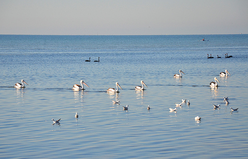 Pelicans