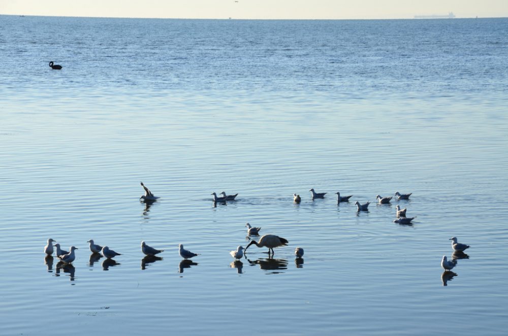 White Ibis & Seagulls 02