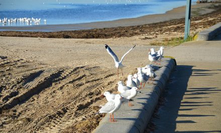 Swarming of Silver Gulls in Altona