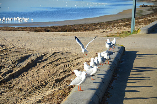 Swarming of Silver Gulls in Altona