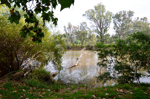 Murray River  12