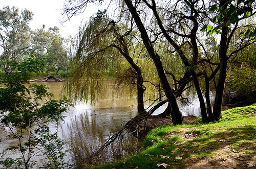 Murray River  13