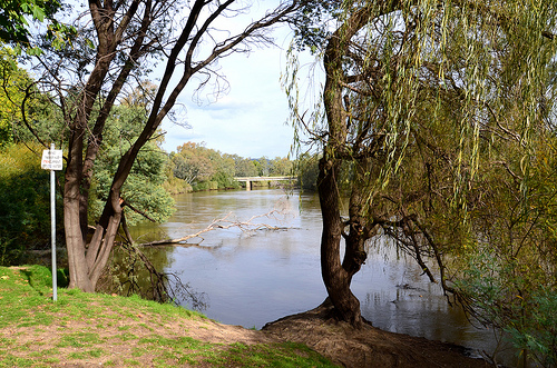 Murray River  15