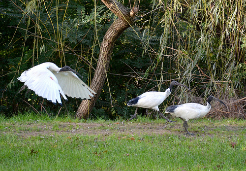 Birds @ Oddies Creek Playspace 03