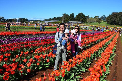 Tesselaar Tulip Festival 01