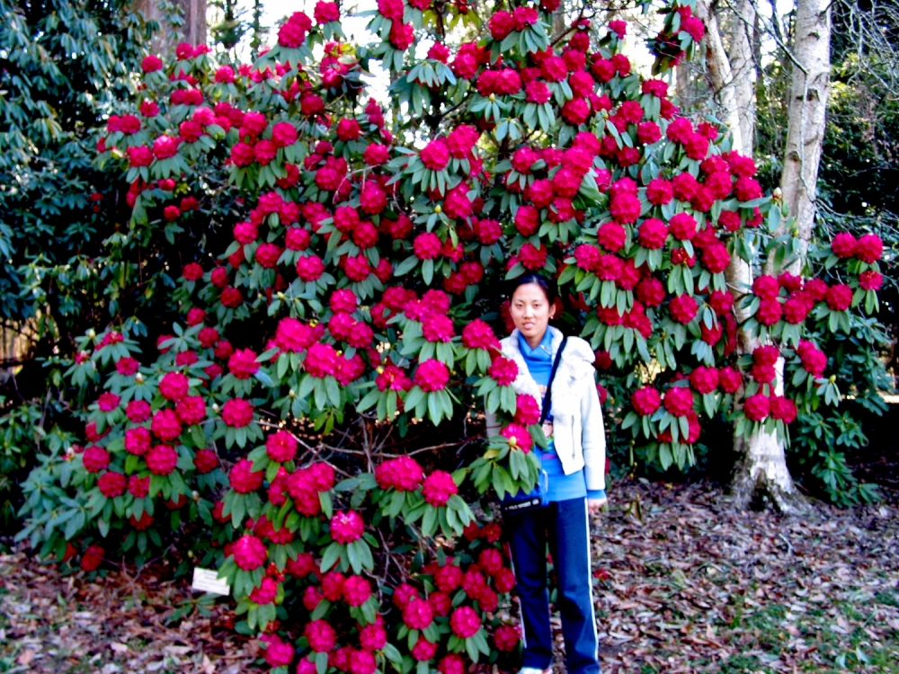 Rhododendrons 39