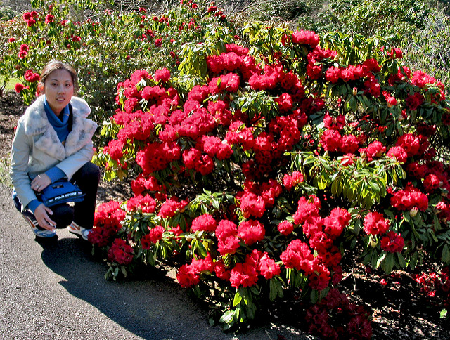 Rhododendrons 11