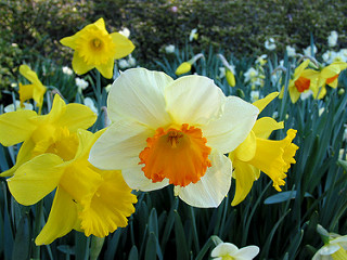 Daffodil 02