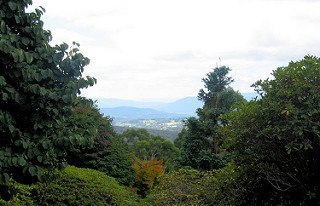 National Rhododendron Garden - Australian Alp