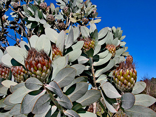 National Rhododendron Garden 27