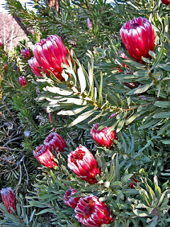 Proteas 004