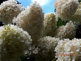 Hydrangea White taken by BeeLing02