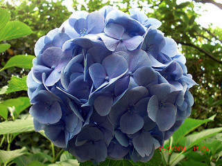 Hydrangea taken by BeeLing01