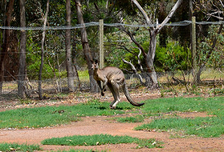 Kangaroo 08m