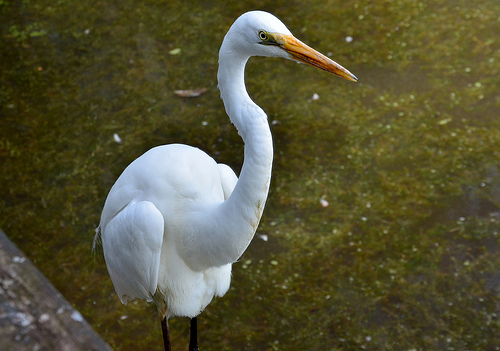 Egret 02m