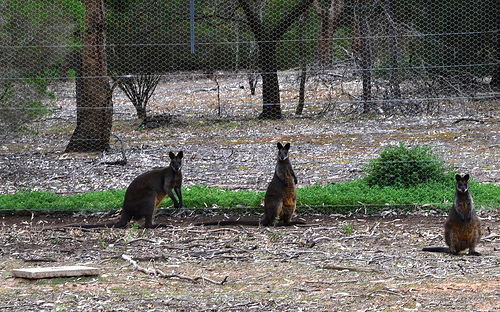 Wallaby 01m