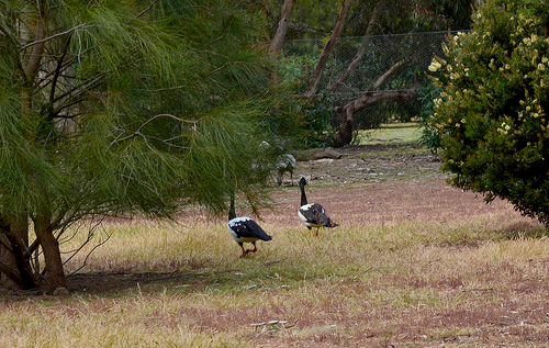 Magpie Geese