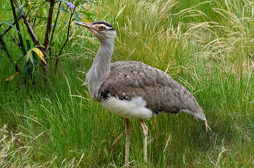 Cape Barren Geese