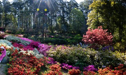 National Rhododendron Gardens