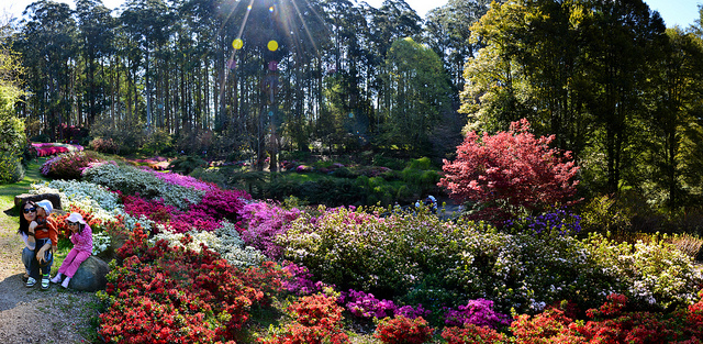 National Rhododendron Gardens