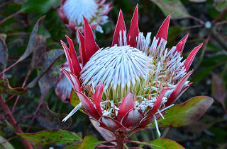 Proteas 04