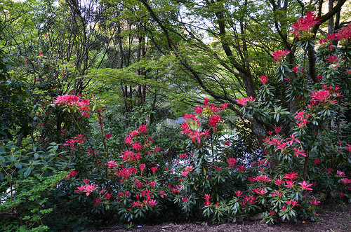 National Rhododendron Garden 10