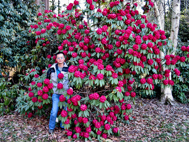 Rhododendrons 41