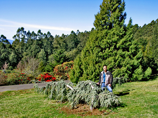 Rhododendrons 3a