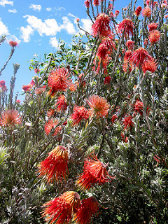 Rhododendron 054