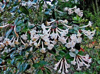 Rhododendrons 24