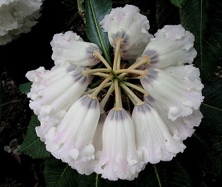 Rhododendrons 051