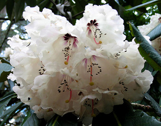 Rhododendrons 052