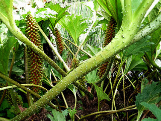 Aquatic Spiky Flowers taken by BeeIng01