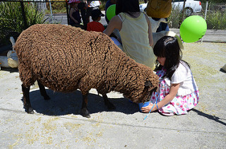 Altona Veterinary Clinic Open Day