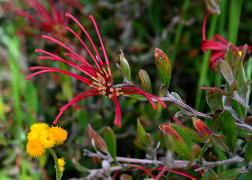 Red Spider Flower 01