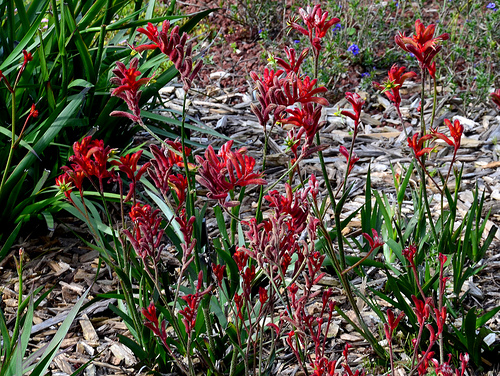 Australian Garden - Beautiful Altona