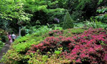 Forest Glade