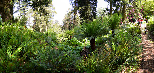 Gunnera Gully C