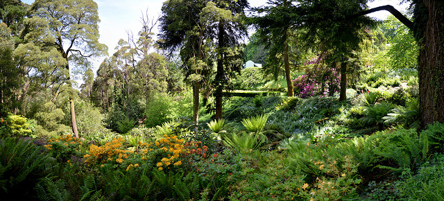 Gunnera Gully D