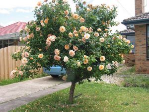 9 Medford St Altona Rose Shrub