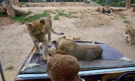 A Close Encounter with the Lions