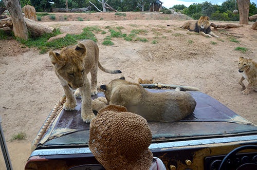 A Close Encounter with the Lions