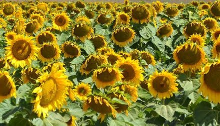 Sunflower Fields of Bellarine