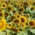 Sunflower Fields of Bellarine