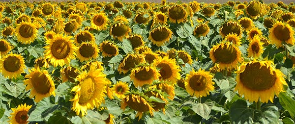 Sunflower Fields of Bellarine