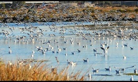 Bird Flocking