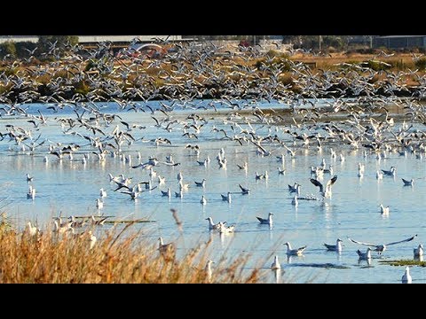 Bird Flocking